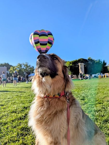K9 Jolene at the Albuquerque Balloon Fiesta