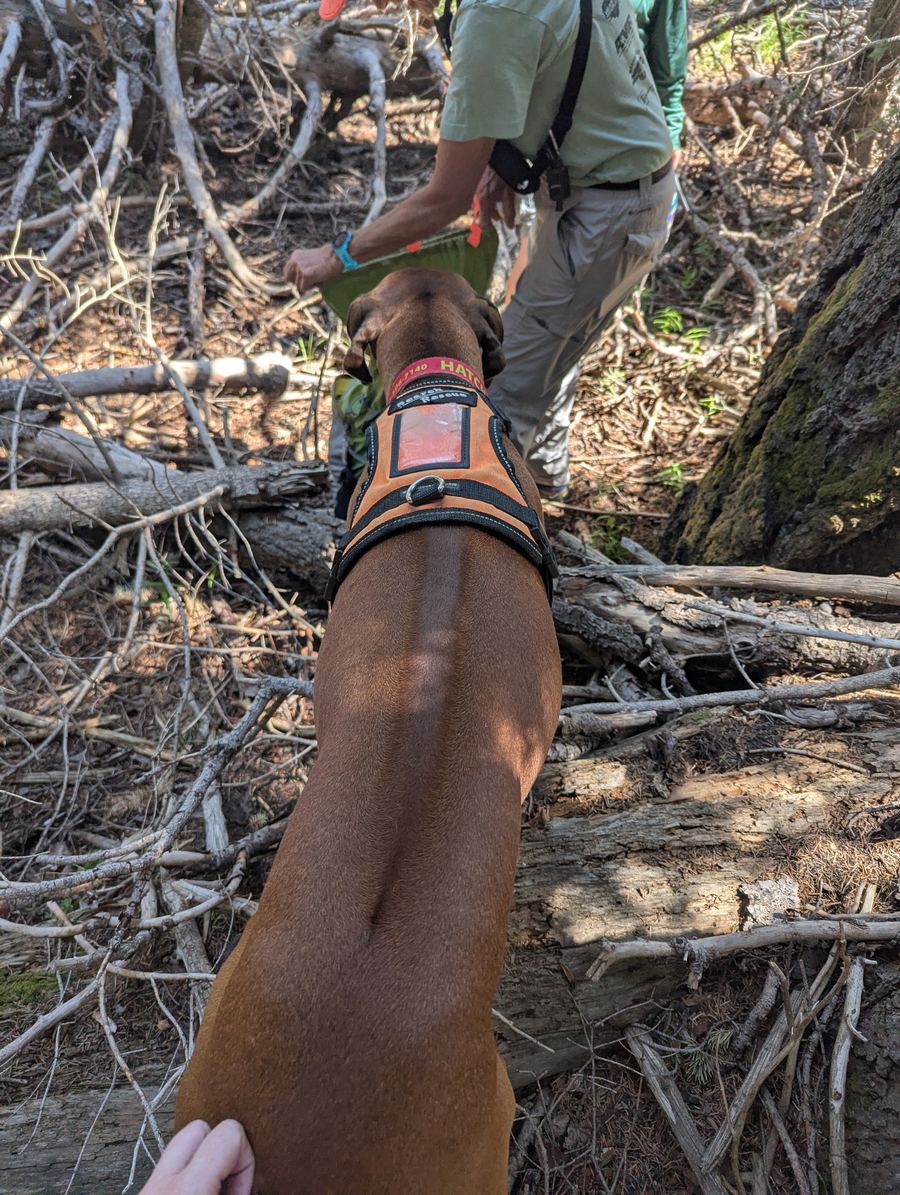 K9 Hatch on the trail during a training search