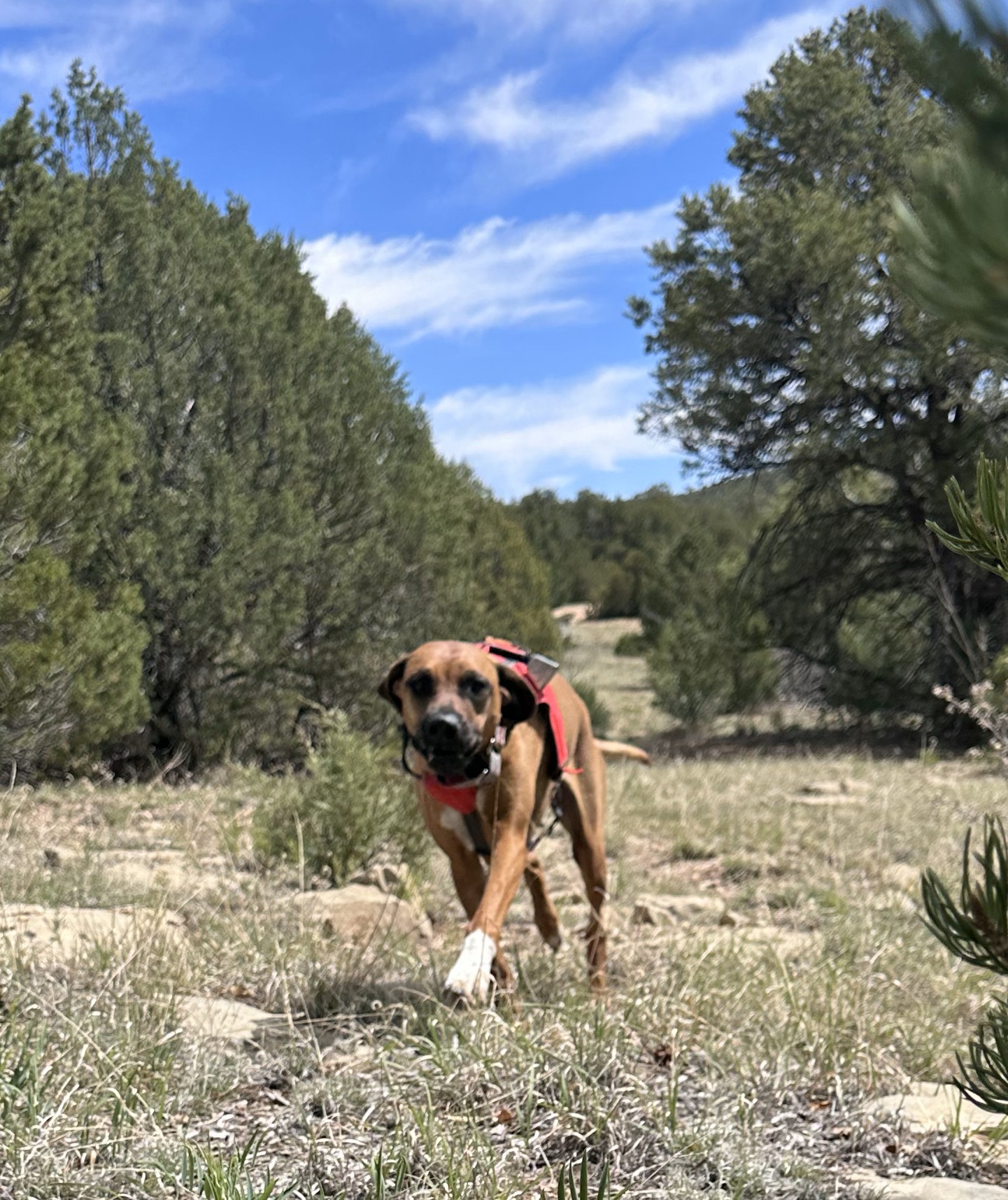 K9 Hope at a trailhead preparing for an area search