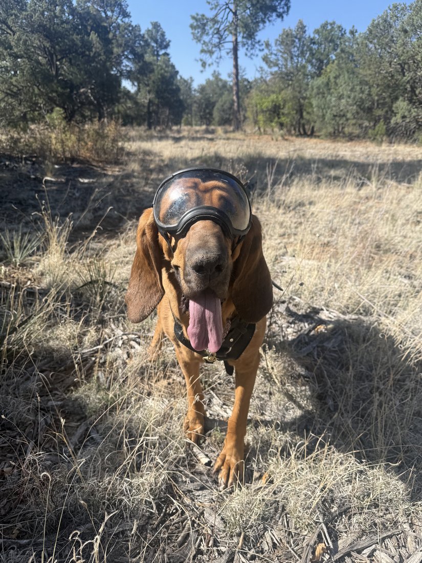 K9 Jolene, a Bloodhound trailing dog